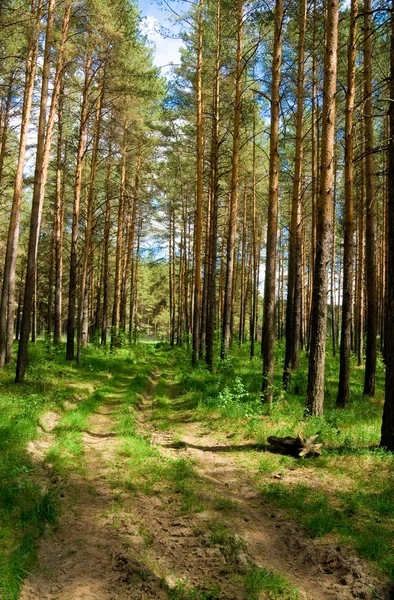 Caminho sinuoso através da floresta verde — Fotografia de Stock
