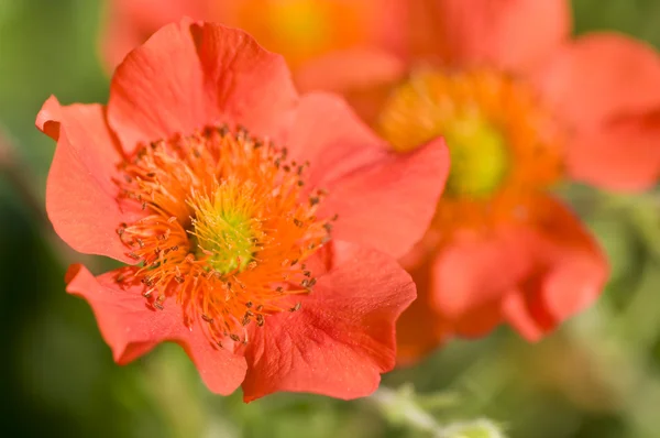 Geum — Stock Photo, Image