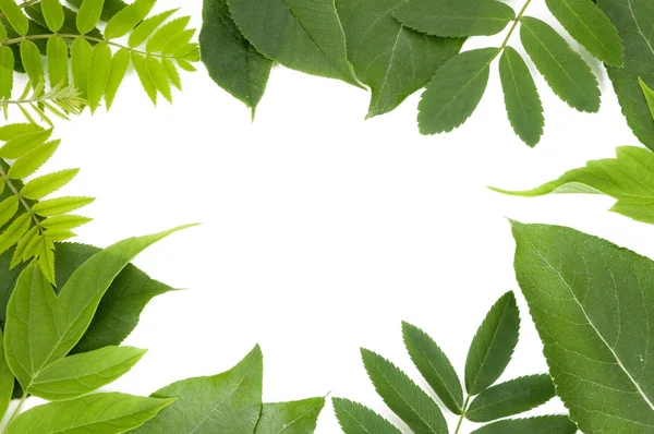 Fresh green leaves border — Stock Photo, Image