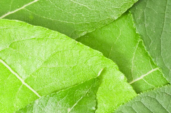 Φρέσκα πράσινα φύλλα — Φωτογραφία Αρχείου