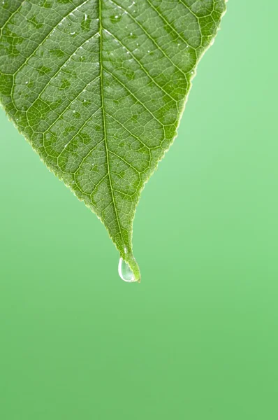 Hoja verde con gotita de agua en la punta — Foto de Stock