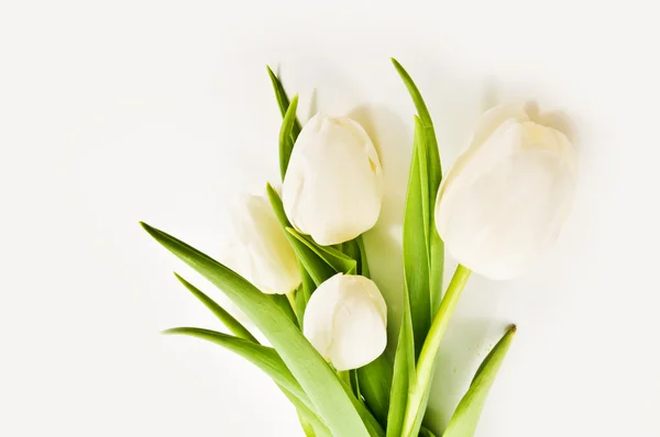 Білі тюльпани кордону — стокове фото