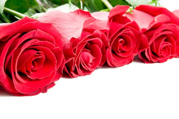 美しいバラの罫線 — ストック写真
