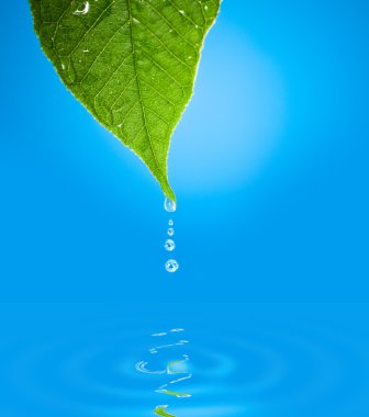 Green leaf with water droplet over water reflection clipart