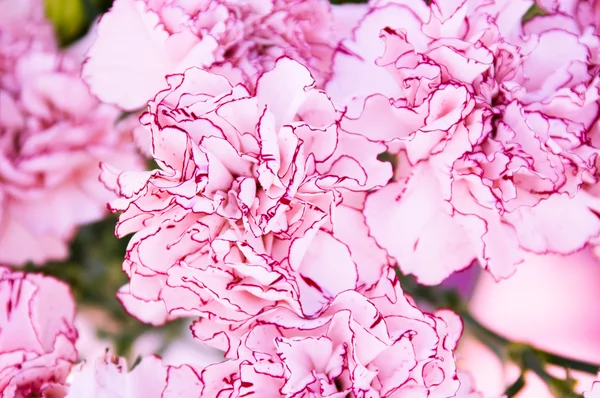 stock image Close-up of colourful pink flowers. Background