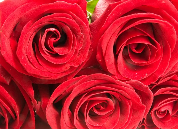 빨간 장미의 근접 촬영 — 스톡 사진