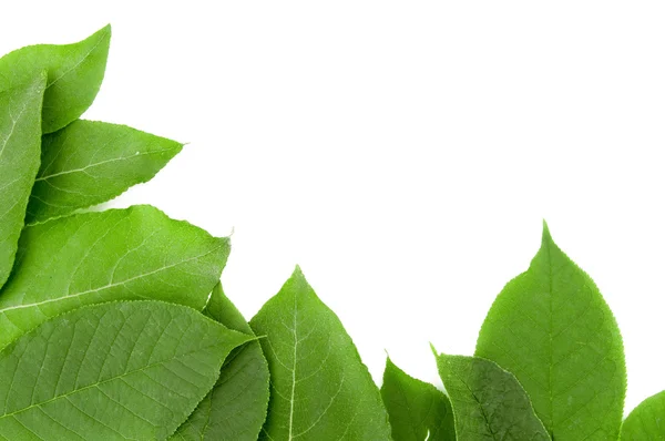 Bordo di foglie verde fresco su bianco — Foto Stock