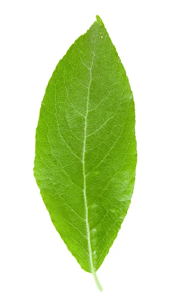 Leaf isolated — Stock Photo, Image