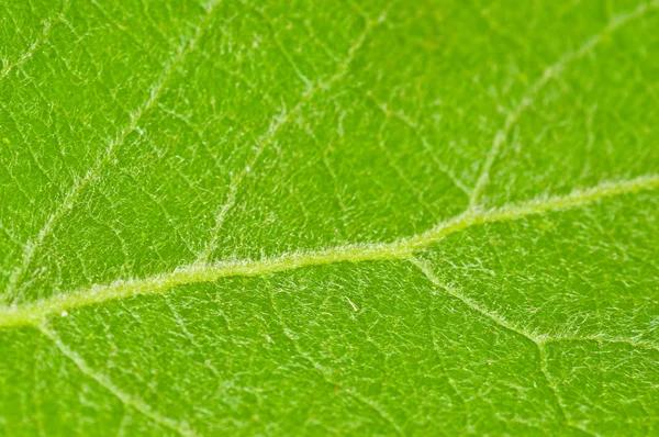 Blatt einer Pflanze aus nächster Nähe — Stockfoto