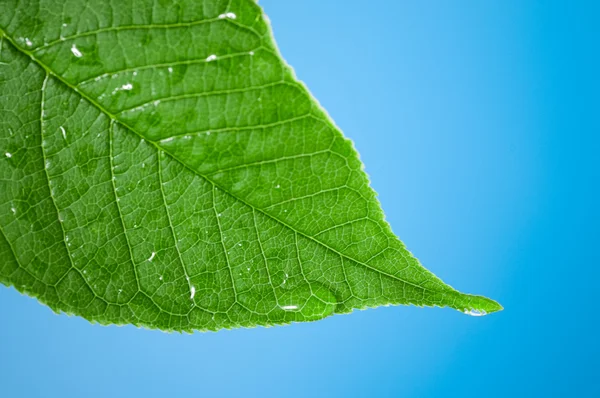 Green leaf with water droplet at the tip — Stock Photo, Image