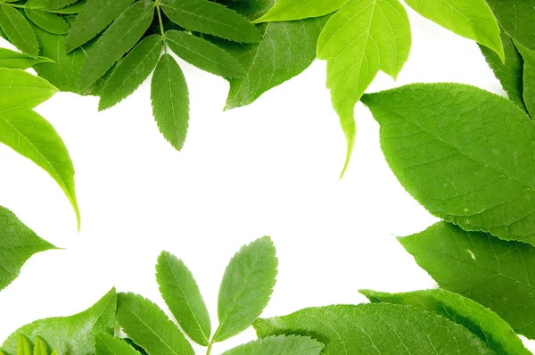 Fresh green leaves border on white — Stock Photo, Image