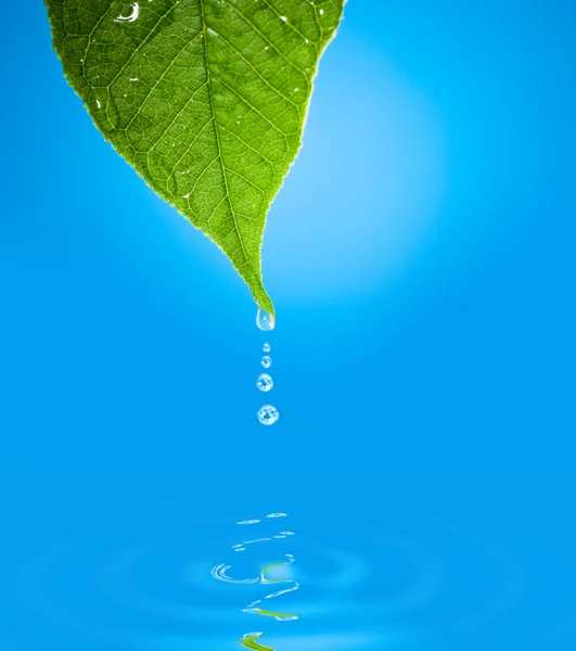 Green leaf with water droplet over water reflection — Stock Photo, Image