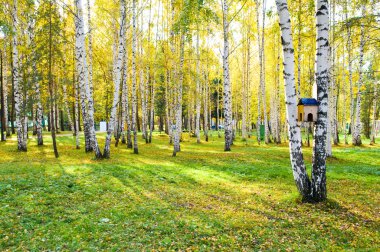 Birch forest with long shadows clipart