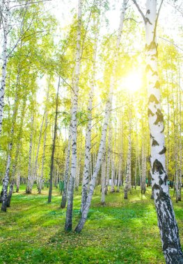 Birch forest with long shadows clipart