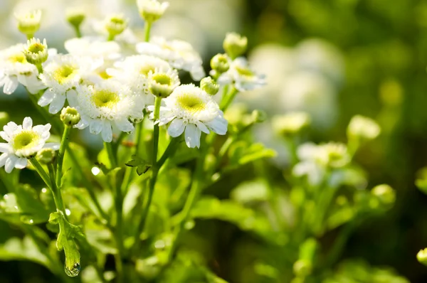 Vita vackra blommor — Stockfoto