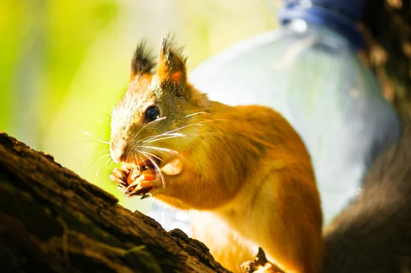Squirrel duduk di cabang — Stok Foto