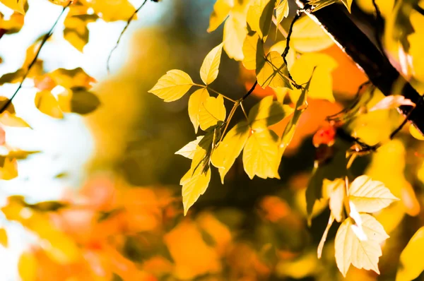 Outono folhas amarelas, foco superficial — Fotografia de Stock