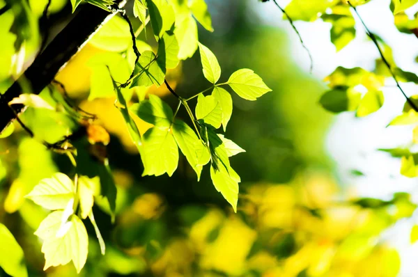 Πράσινα φύλλα, ρηχή εστίαση — Φωτογραφία Αρχείου