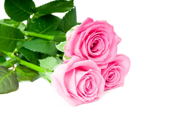 Ramo de hermosas rosas rosadas — Foto de Stock