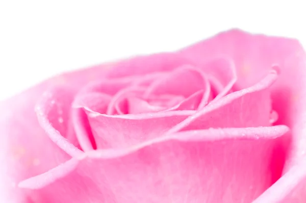 Rosa rosa — Foto de Stock
