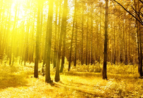 黄金の夜の森 — ストック写真