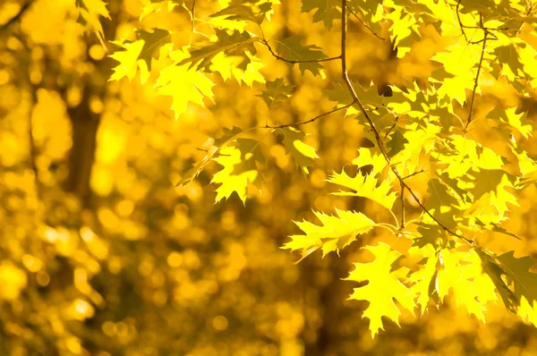 Herbstgelbe Blätter, flacher Fokus — Stockfoto