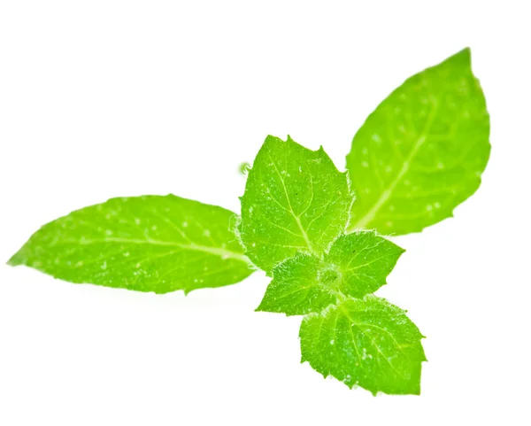 Menta verde fresca isolata su bianco — Foto Stock