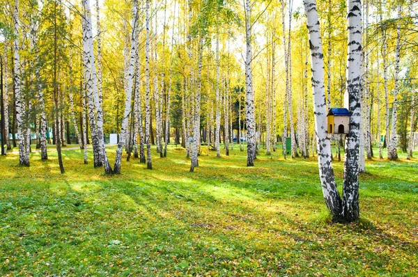 Foresta di betulla con ombre lunghe — Foto Stock