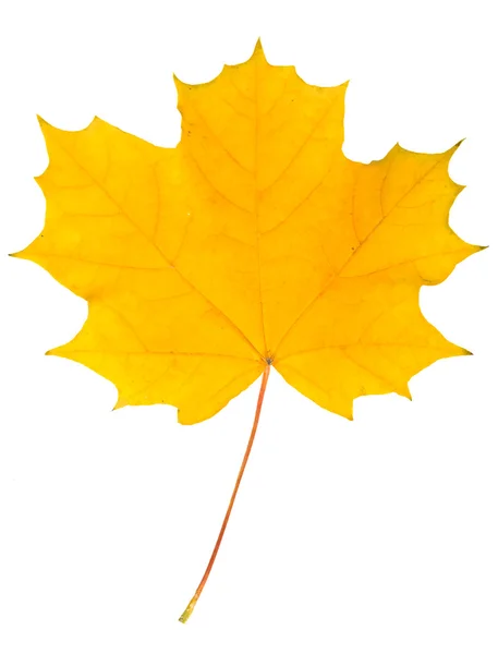 Yellow leaf maple — Stock Photo, Image