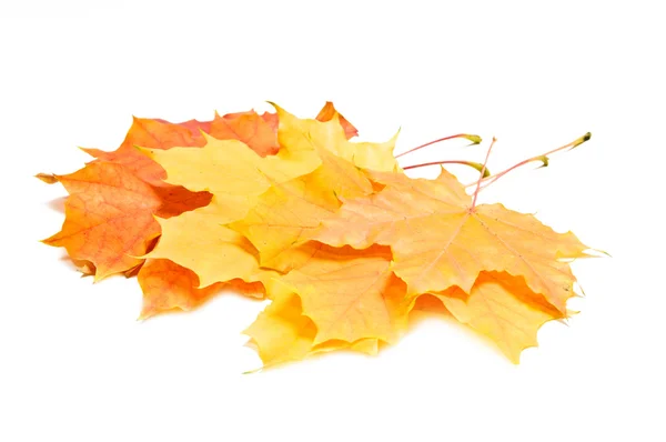 Colori impressionanti di foglie d'acero secche in autunno — Foto Stock