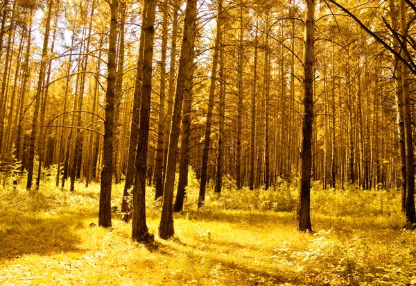 Floresta dourada — Fotografia de Stock