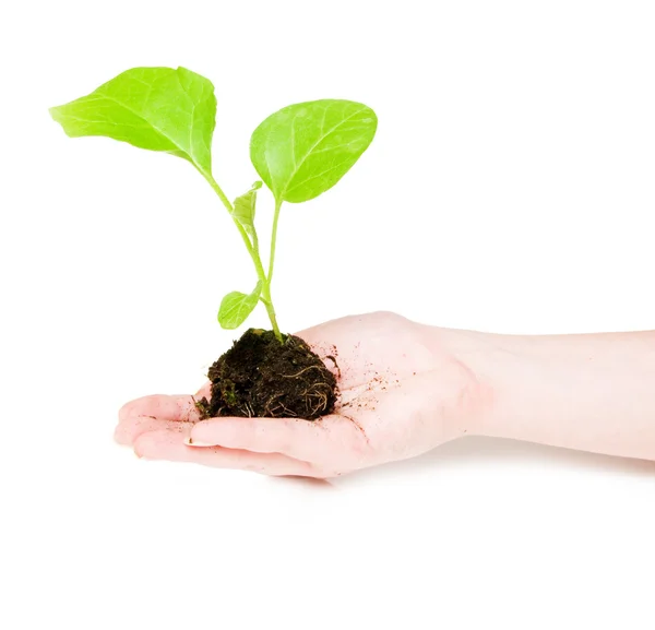 Groeiende groene plant in een hand geïsoleerd — Stockfoto