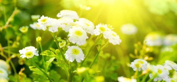 Weiße schöne Blumen auf dem grünen Hintergrund. — Stockfoto