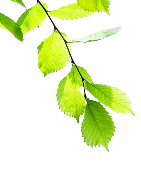 Zelené listy na bílém pozadí — Stock fotografie