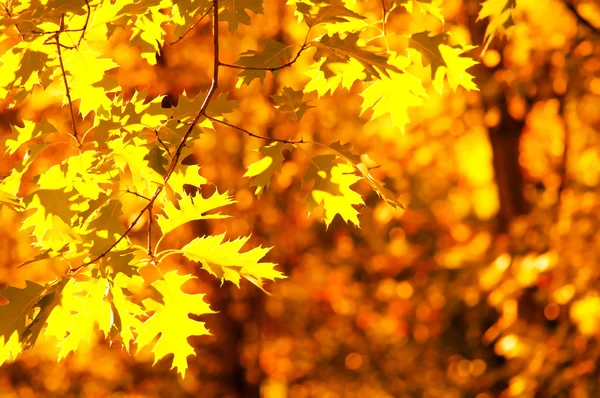 Żółty jesienny liść, płytkiej ostrości — Zdjęcie stockowe