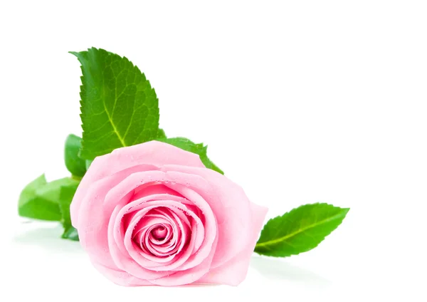 Рожева троянда ізольована на білому — стокове фото