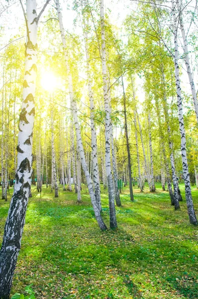 Березовий ліс з довгими тінями — стокове фото