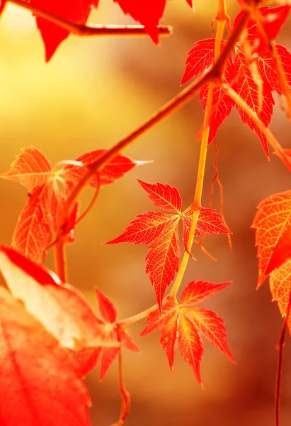 가을 나뭇잎, 매우 얕은 초점 — 스톡 사진