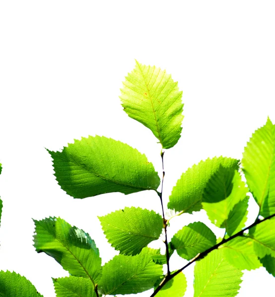 Зелене листя на білому — стокове фото