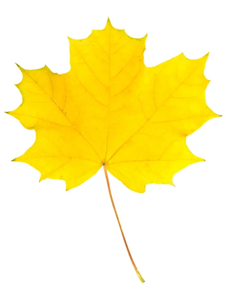 黄色叶槭树 — 图库照片