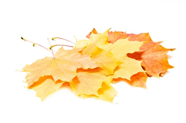 Cores impressionantes de folhas de bordo secas no outono — Fotografia de Stock