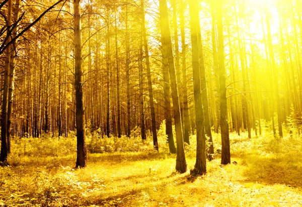 Golden evening forest — Stock Photo, Image