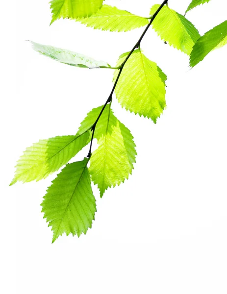 Grüne Blätter auf weißem Grund — Stockfoto