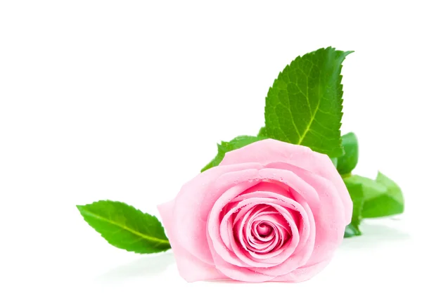 흰색에 고립된 분홍색 장미 — 스톡 사진