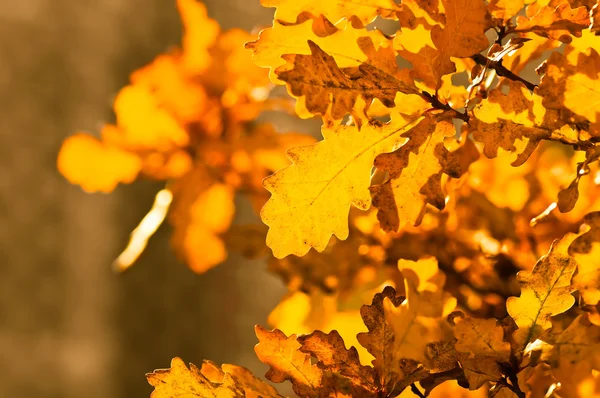 Autumn yellow oak leaves, shallow focus — Stock Photo, Image