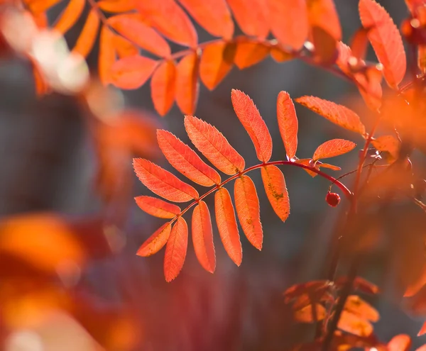 Autumn leaves, very shallow focus — Stock Photo, Image