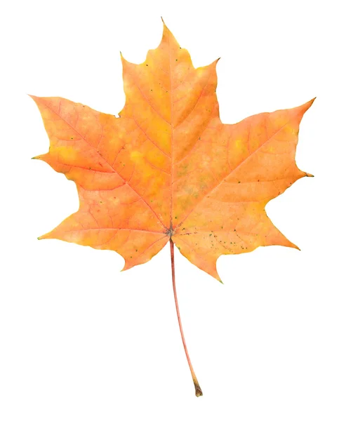 Leaf maple — Stock Photo, Image