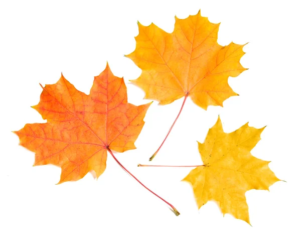 Színes őszi levelek Stock Kép