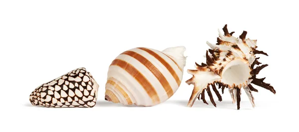 Stock image Sea Shells