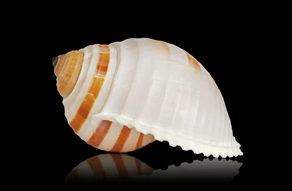 stock image Seashell